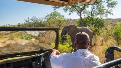 a man riding in a jeep looking at an elephant at Shishangeni Lodge In Kruger National Park in Komatipoort