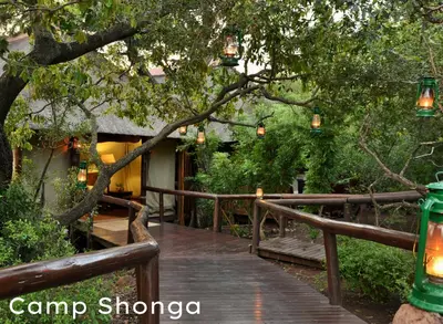 a wooden walkway with lights hanging from a tree at Shishangeni Lodge In Kruger National Park in Komatipoort