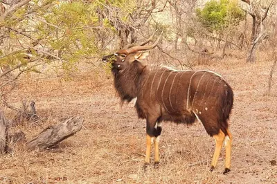 a large animal standing in a field at Amazing mountain views! Solar powered! in Hoedspruit