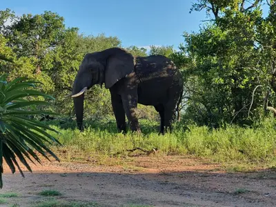 an elephant standing in the grass near some trees at Masorini Bush Lodge & Safari Tents in Phalaborwa