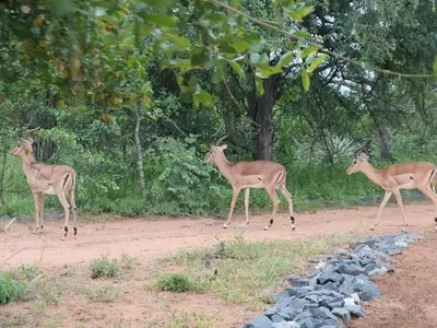 a group of deer walking down a dirt road at Masorini Bush Lodge & Safari Tents in Phalaborwa
