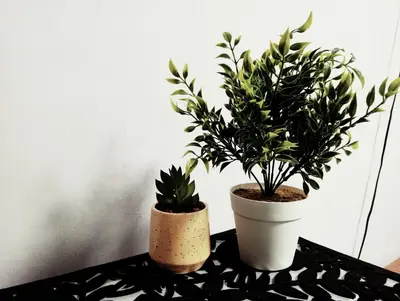 two potted plants sitting on top of a table at Be Our Guest Near OR TAMBO International Airport in Boksburg