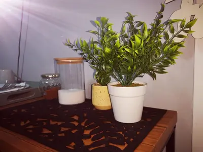 two potted plants sitting on top of a table at Be Our Guest Near OR TAMBO International Airport in Boksburg