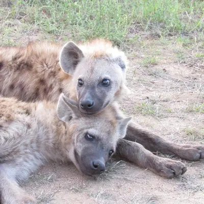 two hyenas laying on the ground in the grass at Villa de Leeu, Perfect for Two in Marloth Park