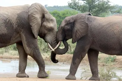 two elephants standing next to each other with their trunks at Villa de Leeu, Perfect for Two in Marloth Park