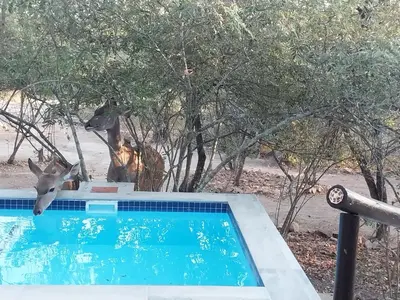 two deer standing next to a swimming pool at Villa de Leeu, Perfect for Two in Marloth Park
