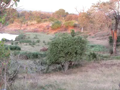 a bush in a field next to a body of water at Villa de Leeu, Perfect for Two in Marloth Park