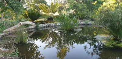 a garden with a pond with plants and trees at Kiaat Bungalows in Hazyview