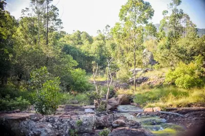 a stream in the middle of a forest with trees at Harnham Mountain Lodge in Louis Trichardt