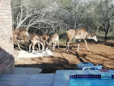 a group of deer standing next to a pool at Cats Corner in Marloth Park