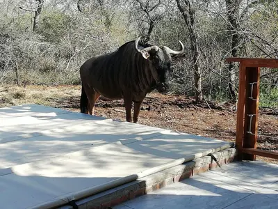 a bull with horns standing next to a fence at Cats Corner in Marloth Park