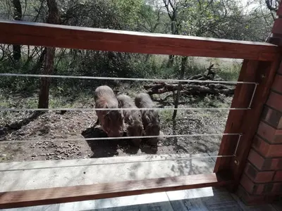 a group of animals standing behind a fence at Cats Corner in Marloth Park