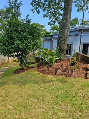 a yard with a tree and a house at Pine View Guesthouse Graskop in Graskop