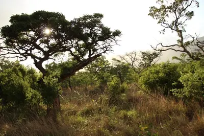 a tree in the middle of a field at Sofala Lodge in Mokopane