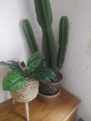 two potted plants sitting on a wooden shelf at HomeSweetHome City Apartment in Nelspruit