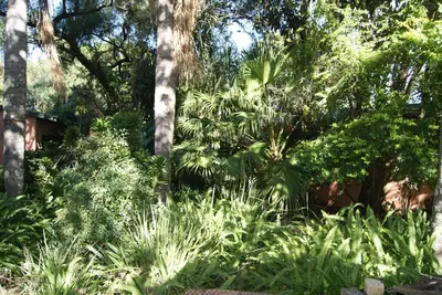 a garden with lush green plants and trees at Fern Cottage in Louis Trichardt