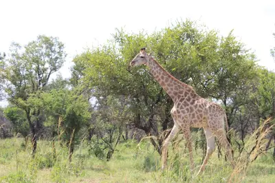 a giraffe walking in the grass in front of trees at Sharon Lodge in Hammanskraal
