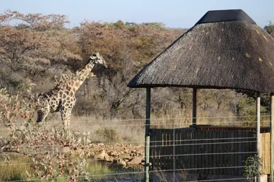 a giraffe standing next to a hut in a field at Sharon Lodge in Hammanskraal
