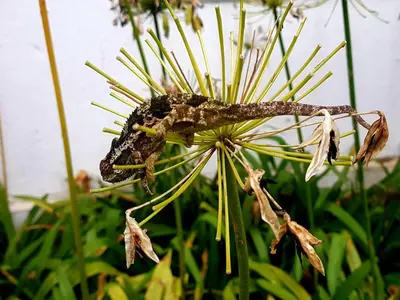 a gecko on top of a flower at Paradise View Guesthouse in Graskop