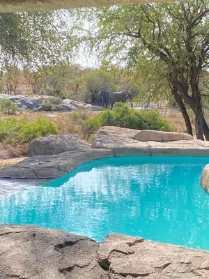 a pool of blue water with two elephants in the background at Simbavati River Sands in Timbavati Game Reserve