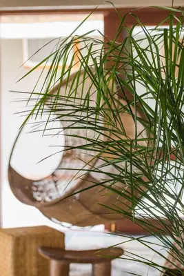 a potted plant sitting on top of a table at Simbavati River Sands in Timbavati Game Reserve