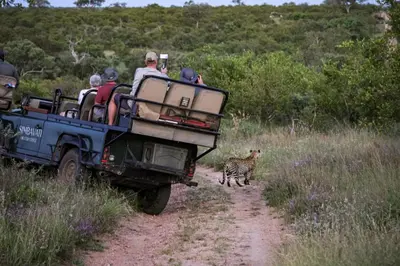 a group of people in a jeep and a giraffe on a dirt road at Simbavati River Sands in Timbavati Game Reserve