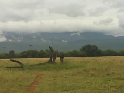 a dead tree in the middle of a field at Boschfontein Guest Farm in Thabazimbi