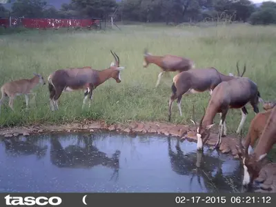 a group of antelope drinking water from a pond at Boschfontein Guest Farm in Thabazimbi
