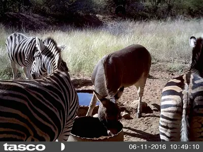 a zebra and a gazelle drinking from a watering hole at Boschfontein Guest Farm in Thabazimbi