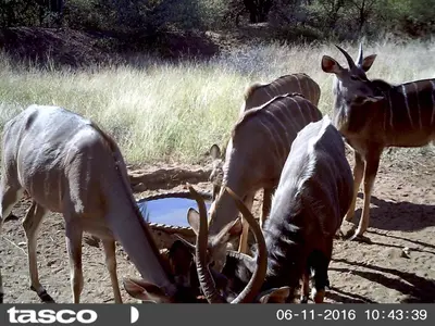 a group of antelopes standing in a field at Boschfontein Guest Farm in Thabazimbi