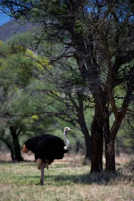 an ostrich standing in the grass next to a tree at Boschfontein Guest Farm in Thabazimbi