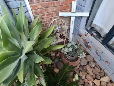 a garden with plants and a bench next to a brick wall at SomethingElz@Grace in Pretoria