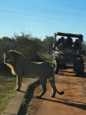 a lion standing on the side of a road with a vehicle at Bushveld Magic in Klipdrift