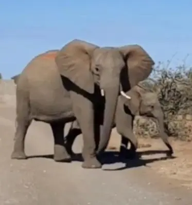 an adult elephant and a baby elephant walking down a road at Bushveld Magic in Klipdrift