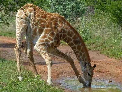 a giraffe drinking from a puddle of water at Bushveld Magic in Klipdrift