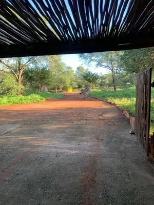 a zebra walking down a dirt road with a fence at Intundla's Rest in Marloth Park