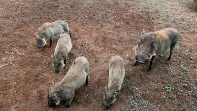 a group of animals standing in the dirt at Intundla's Rest in Marloth Park