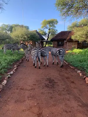 a group of zebras walking down a dirt road at Intundla's Rest in Marloth Park