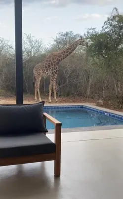 a giraffe standing next to a swimming pool at Cheetah's Run in Marloth Park