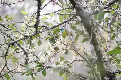 a bird perched on top of a tree branch at InnibosRus Self-catering in White River
