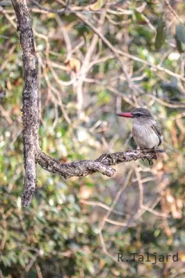 a small bird sitting on a tree branch at InnibosRus Self-catering in White River