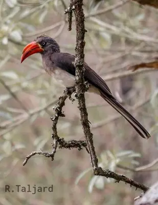 a bird with an orange beak sitting on a tree branch at InnibosRus Self-catering in White River