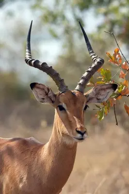 a gazelle with long horns is looking at something at Mela Luxury Game Lodge in Pretoria