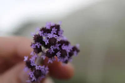 a person holding a bunch of purple flowers at Pan's Breeze Overnight Accommodation in Dalmada AH