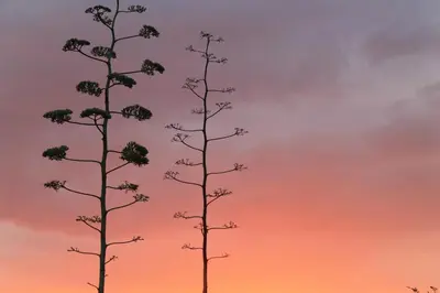 two tall trees with a colorful sky in the background at Pan's Breeze Overnight Accommodation in Dalmada AH