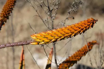 a tree branch with an orange flower on it at Pan's Breeze Overnight Accommodation in Dalmada AH