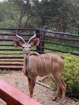 a deer standing in front of a fence at Shebamona No loadshedding in Marloth Park