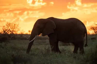 an elephant standing in a field at sunset at Grace of Africa Boutique Safari Lodge in Marloth Park