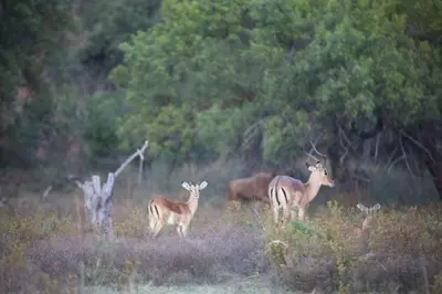 a group of deer standing in a field at Waterberg Game Lodge in Bela-Bela