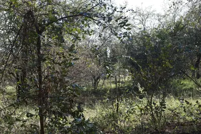a forest filled with lots of trees and grass at Cottage@Injabulo in Marloth Park